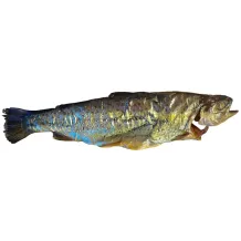 Pstrąg górski wędzony drewnem 230g. 73554